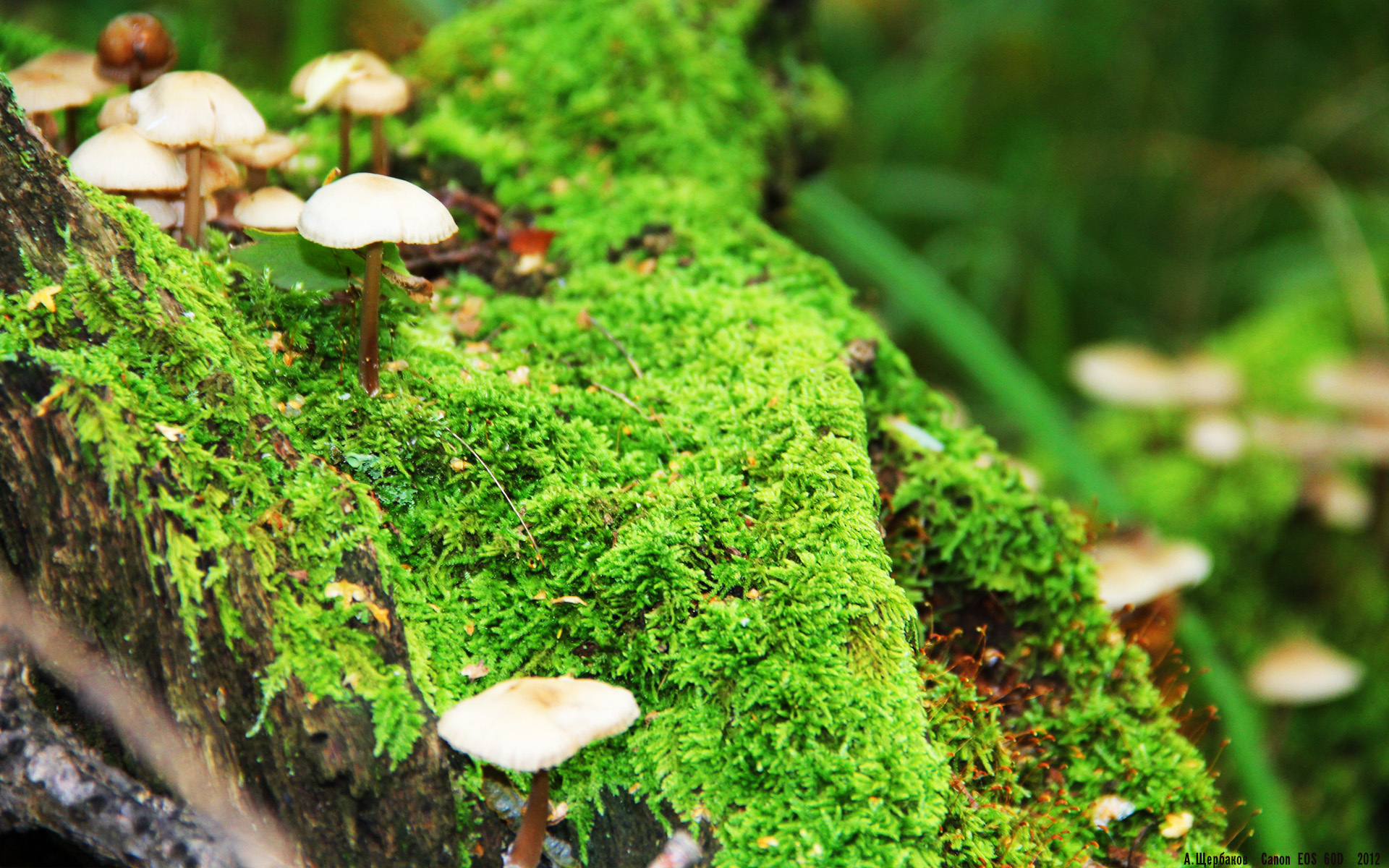 舞台越大越强,切特照亮休斯顿,公牛叹服新星的崛起