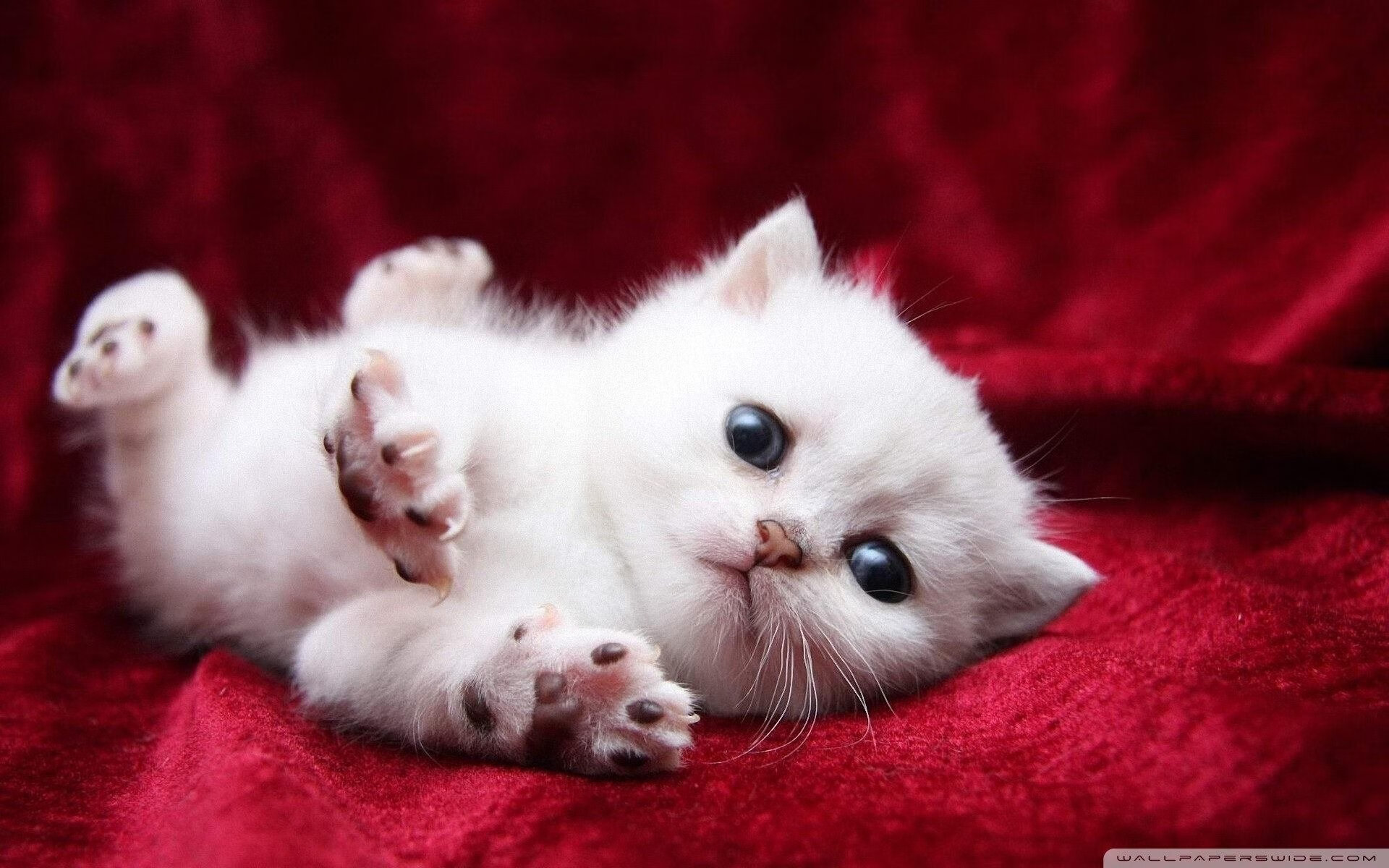 雷火电竞入驻-穿越地理与速度的叙事，当足球魔术师在巴林赛道唤醒红牛之魂