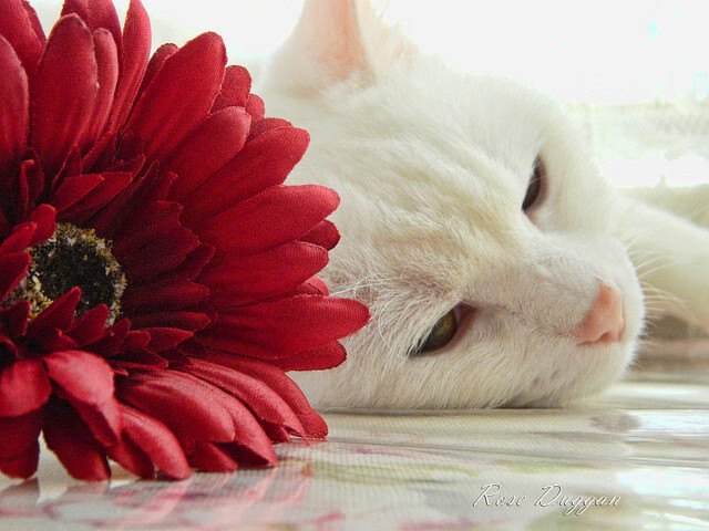 巴雷拉的关键节点艺术,拉齐奥对阵比利亚雷亚尔中的连续得分传奇