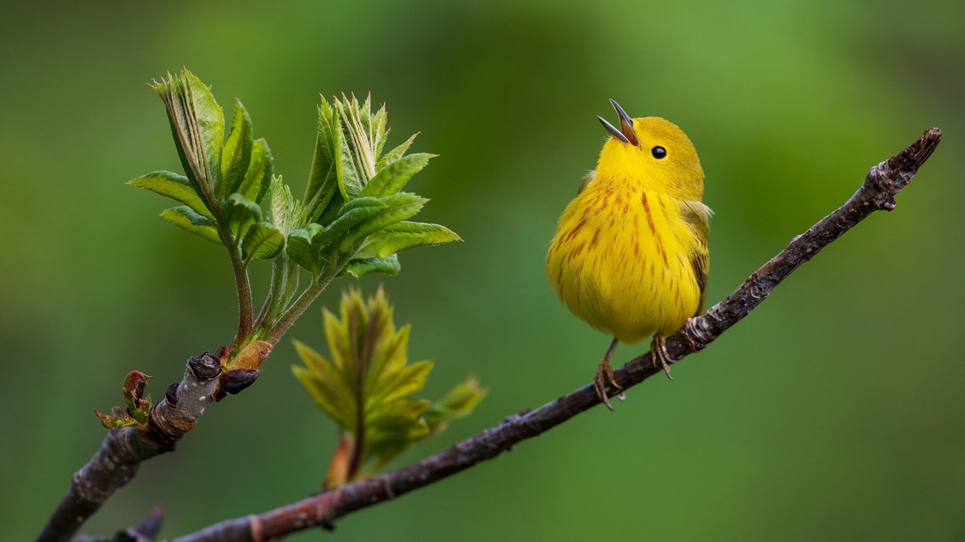 独特的夜晚，哥伦比亚足球完胜与F1街道赛上的拉亚传奇