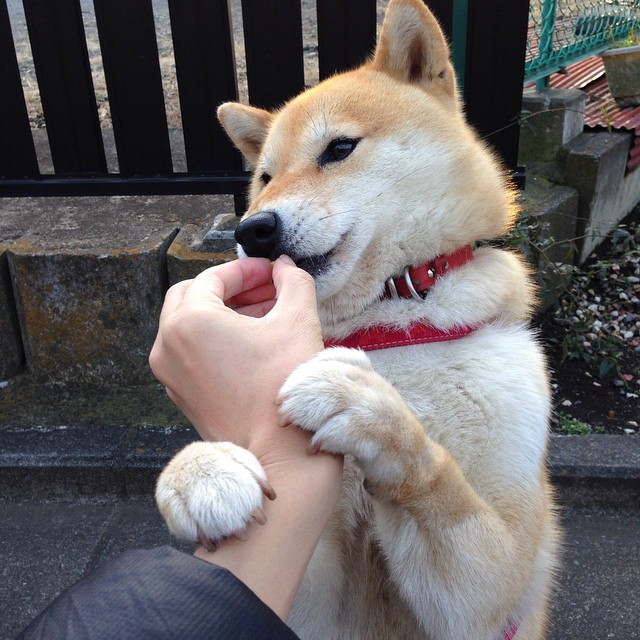 当金色年华遇上蓝黑狂潮，莫德里奇用一粒点球，让整个德甲颤抖