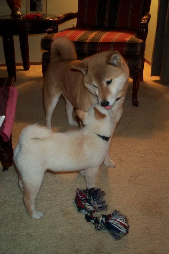 镜像与回响,戈贝尔的原始统治力,雷霆的绝杀诗篇