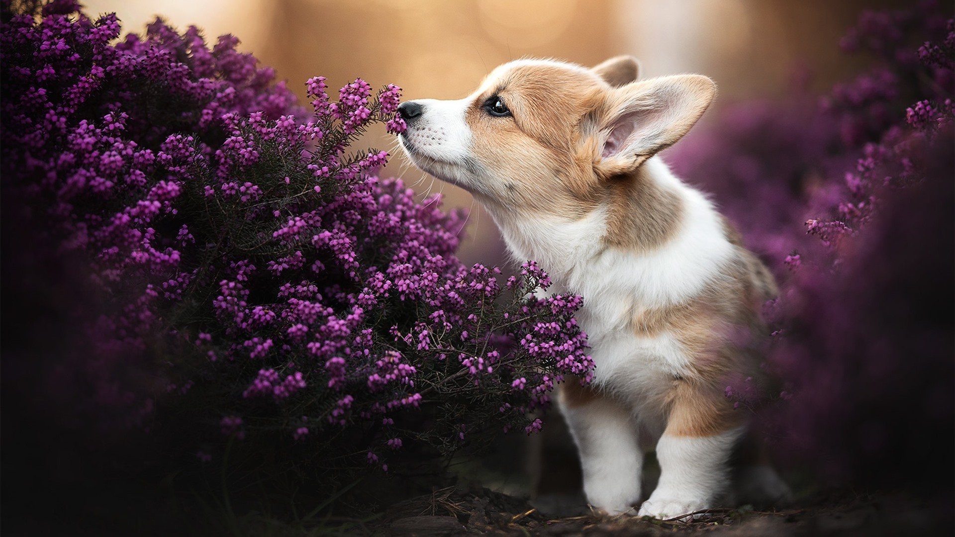 历史性突破,新西兰生死战险胜卡塔尔,C罗的表演让比赛早早失悬念