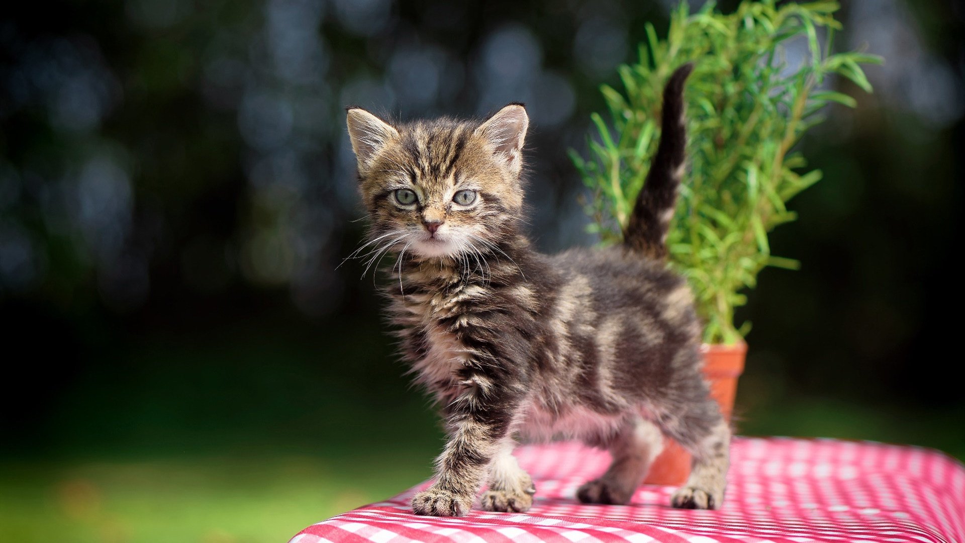 绝命三分撕裂丹佛苍穹,利拉德用利拉德时间为奇才正名