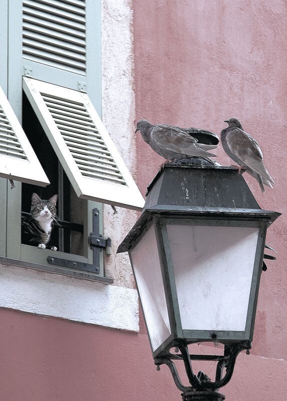 决战两洲,当爱尔兰狂飙击溃土耳其,阿尔瓦雷斯在街道赛道完成终极接管