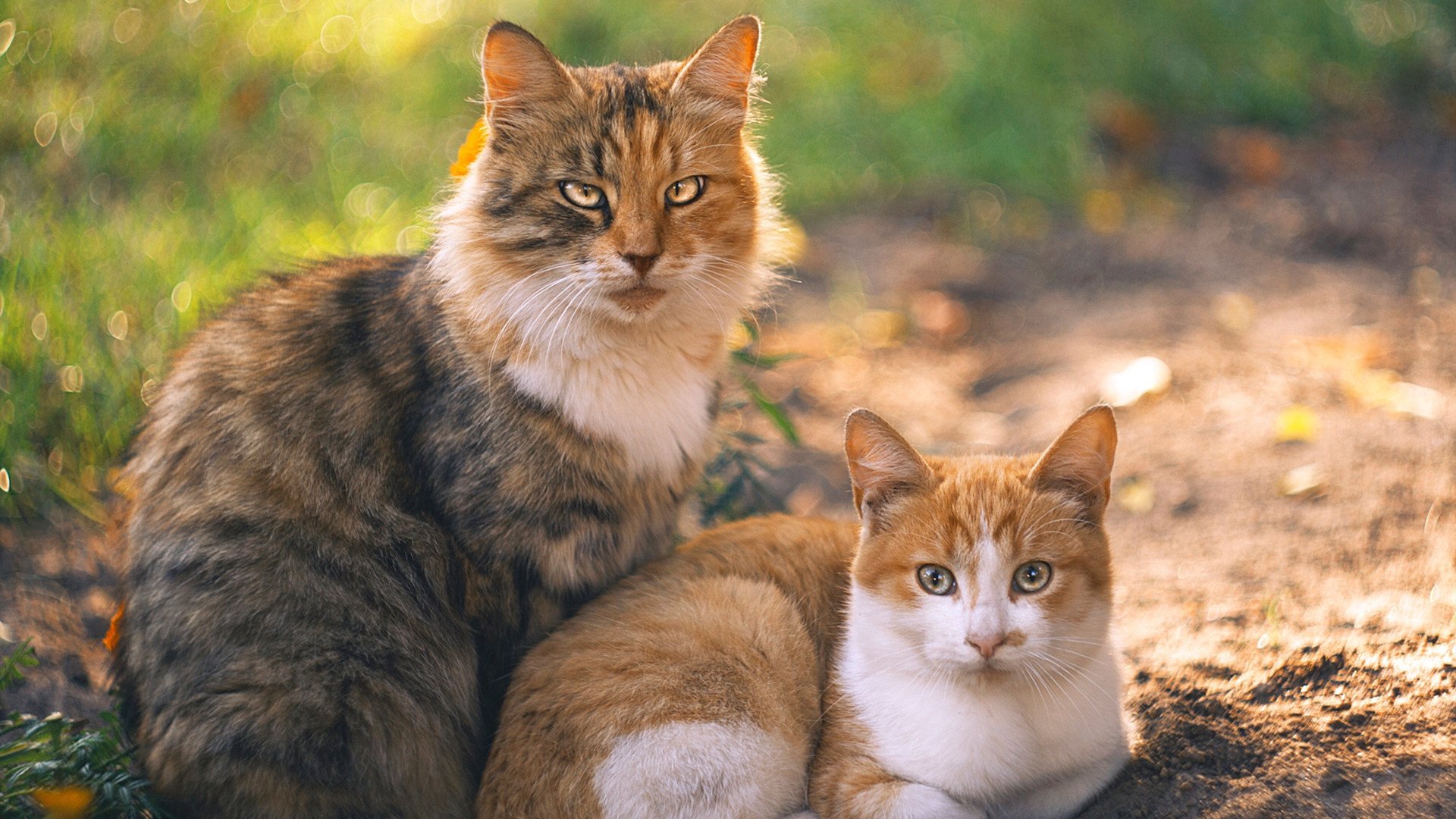 雪境硬汉迈阿密午后狂飙，锡安背负恐龙骨架完成正名之战