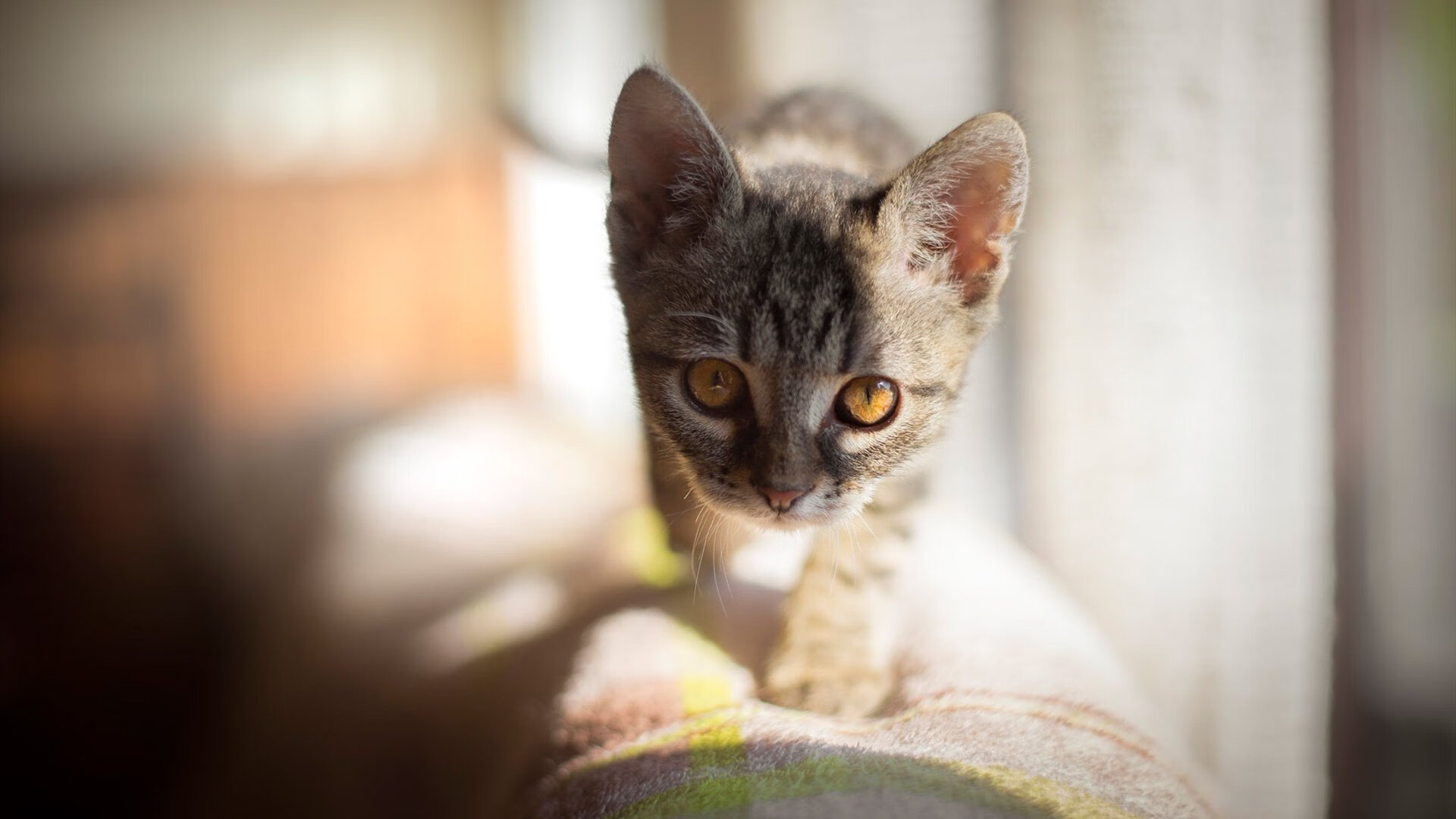 冰刃划破撕裂之城，华子完美演绎领袖锋芒，灰熊以窒息防守铸就统治力