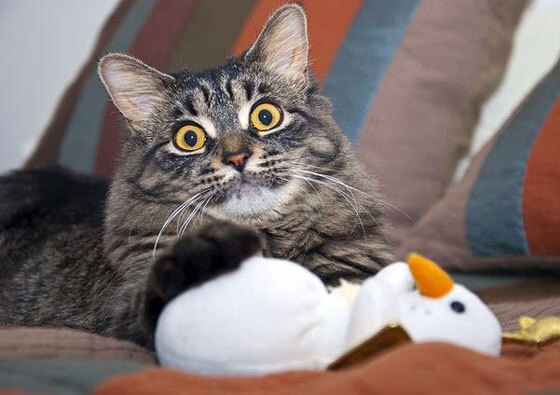 沙漠风暴席卷王子公园，当生死成为注脚，沙特金元如何激活最孤注一掷的胜利